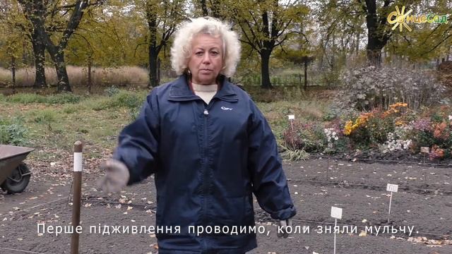 Доглядаємо за нарцисами смотреть онлайн