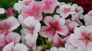 САМЫЕ КРАСИВЫЕ СОРТА ПЕТУНИИ?♂️ГДЕ КУПИТЬ и заказать семена петунии.mp4