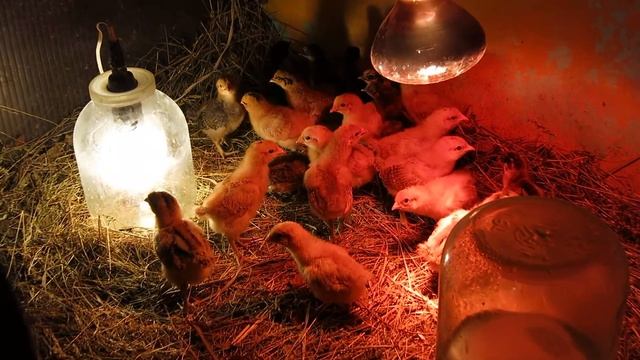 27.03.2021. Россия. Краснодарский край. Лакеданзи и орпингтоны. Часть 1 смотреть онлайн