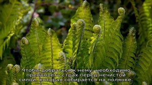 Цветущий папоротник: как выглядит, есть ли у него цветы