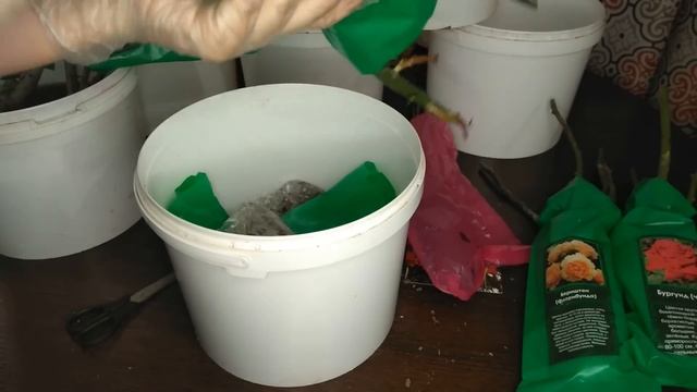 РОЗЫ СО СВЕТОФОРА. Что делать после покупки?