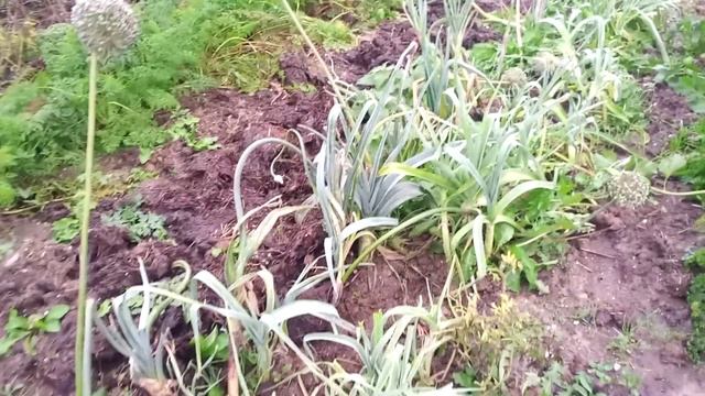 En novembre penser à protéger vos légumes du froid смотреть онлайн