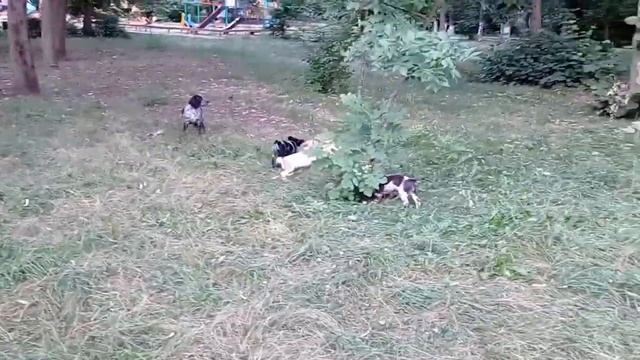 русский спаниель часть 4 гуляем и пристраиваю щенков