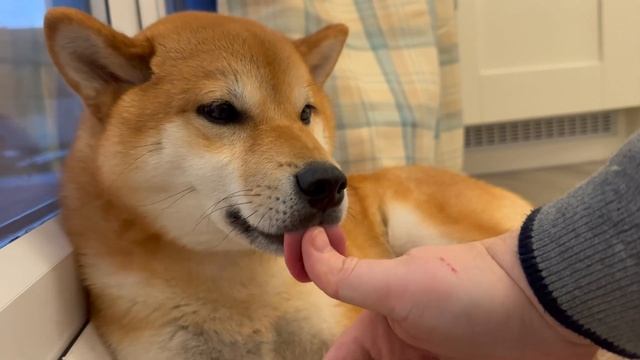 How Shiba's Show Affection - you NEED to know! смотреть онлайн