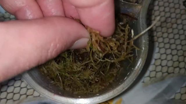 Утро Сюрпризов?❤️. Кладки и детки улиточек.