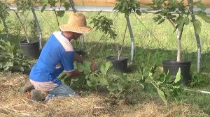 Правильное выращивание инжира в России | Hortus Eden