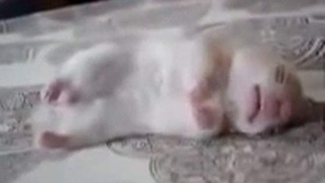 Приколы с животными Хомяк спит Юмор! Прикол! Смех смотреть онлайн