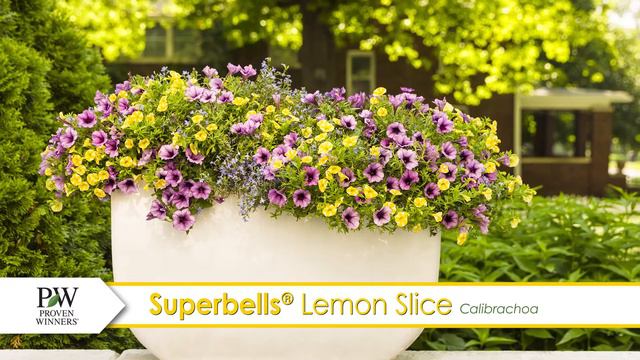 Superbells Lemon Slice Calibrachoa-- A P Allen Smith Favorite! смотреть онлайн