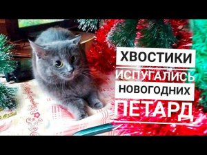 ПОДОБРАННЫЕ ХВОСТИКИ ВСТРЕЧАЮТ НОВЫЙ ГОД, СОБАКИ ОЧЕНЬ ИСПУГАЛИСЬ ПЕТАРД