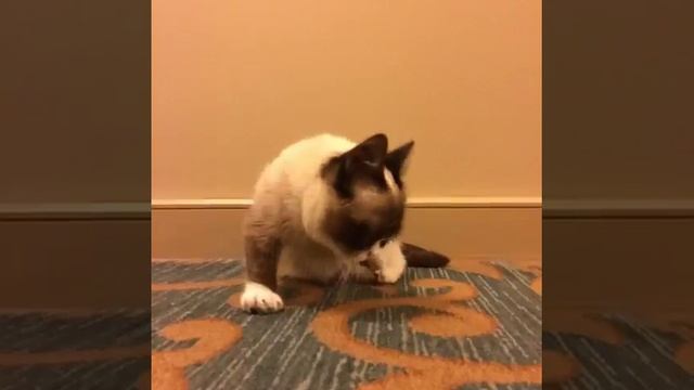 Grumpy Cat 2.mp4 смотреть онлайн