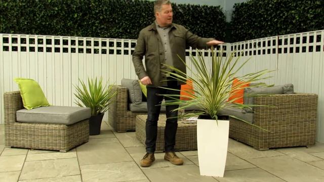 Cordyline Australis - Torbay Dazzler (Product Review) смотреть онлайн