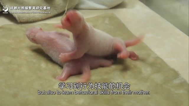 【The Giant Panda You Don't Know】Mother And Cub Of Giant Panda | iPanda смотреть онлайн