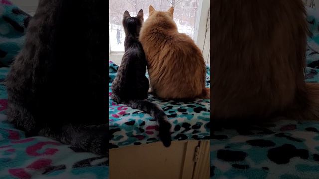 1 января 2024 г. Кошки Тихое кино 📺 😽😼 смотреть онлайн