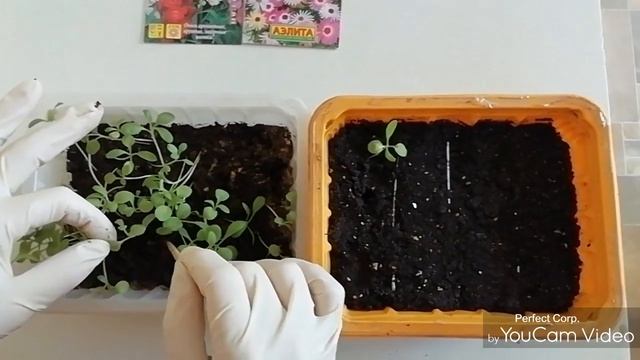 Пикируем однолетние цветы,, Левкой ". смотреть онлайн