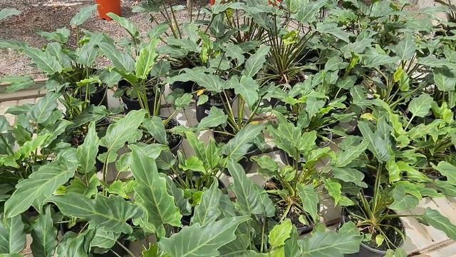 Обзор растений в огромном садовом центре на юге острова Гран Канария. Май, 2021. Часть 1. смотреть онлайн