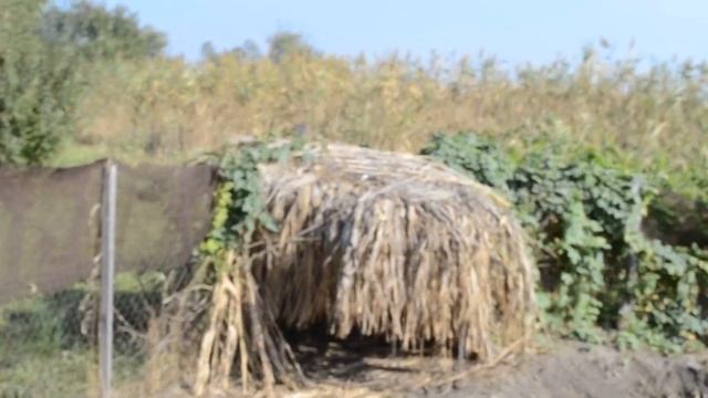 Смешные животные Утки купаются в пруду смотреть онлайн