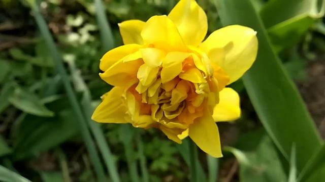 Самый красивый махровый нарцисс смотреть онлайн