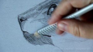 Как нарисовать ОРИЕНТАЛЬНОГО кота. Часть 2. Рисую шерсть. Поэтапное рисование