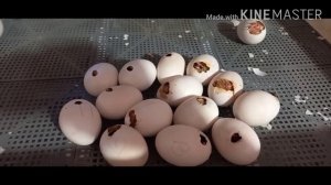 Вывод индоутят 33-35 сутки, в пенопластовом инкубаторе Несушка