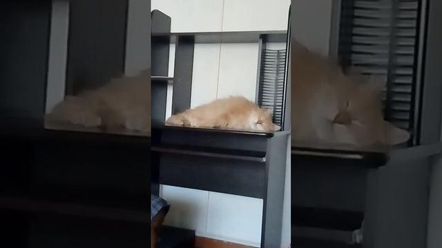 кот во сне шевелит ртом