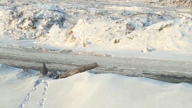 Куропатки в Красноярске