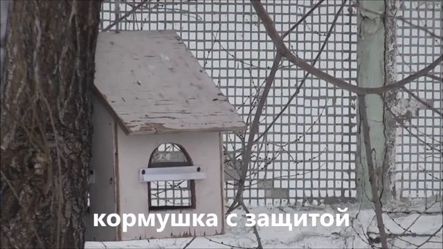 Голуби на кормушке смотреть онлайн