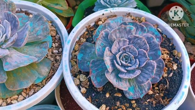 Echeveria Marble Gold Lowland Caretips Propagation & Watering•Requested By @bejelwed