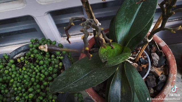 Orchid pollination || Phalaenopsis Orchid || First time in Nepal смотреть онлайн