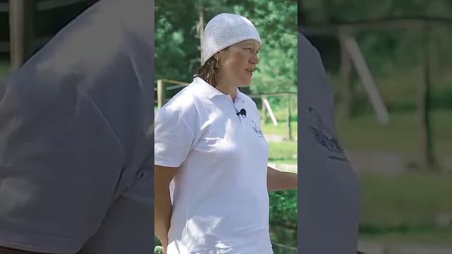 Надо ли укрывать голубику на зиму. Выращивание голубики. смотреть онлайн