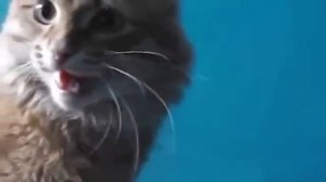 Злой рыжий кот шипит