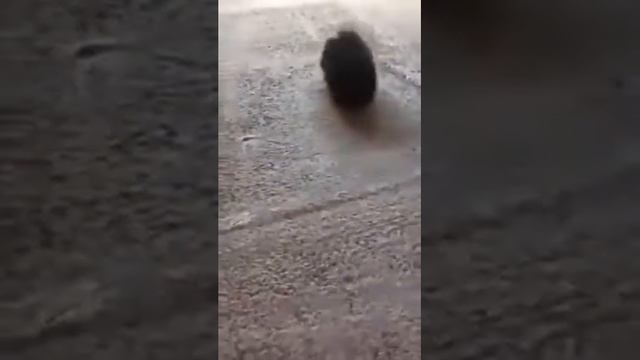 Мальчик красавчик шпиц черно-подпалый смотреть онлайн