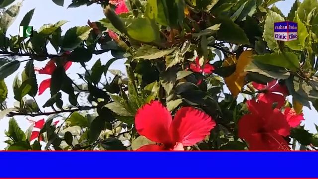 Hibiscus Flower Benifits in Urdu | Gudhal k phool k faidy | China rose | Khurram Shahzad Malhi | смотреть онлайн