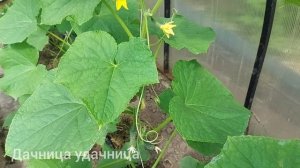 Как всё-таки лучше формировать огурцы, в один стебель или в несколько. И где будет больше урожая