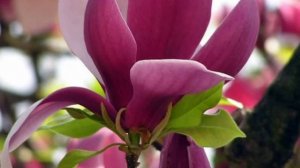 Магнолии Поет Лайма Вайкуле