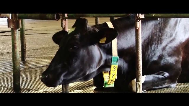 Производство резиновых покрытий для КРС смотреть онлайн