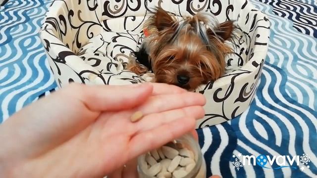 ?Средства гигиены и лакомства моей собаки. ? смотреть онлайн