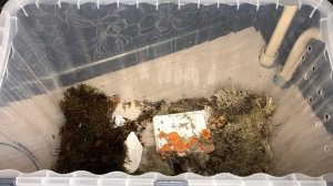 Ахатина ретикулята|Самая хитрая улитка