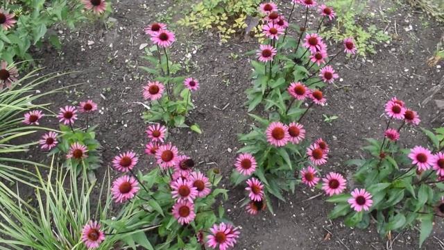 echinacea purpurea fatal attraction смотреть онлайн