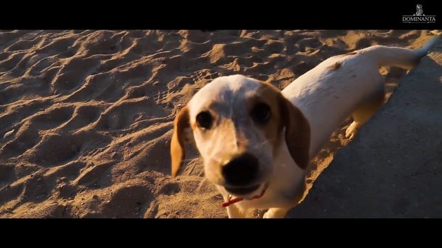 Рассвет на каяках с Доминантой смотреть онлайн