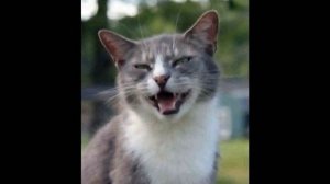 От улыбки станет всем светлей.