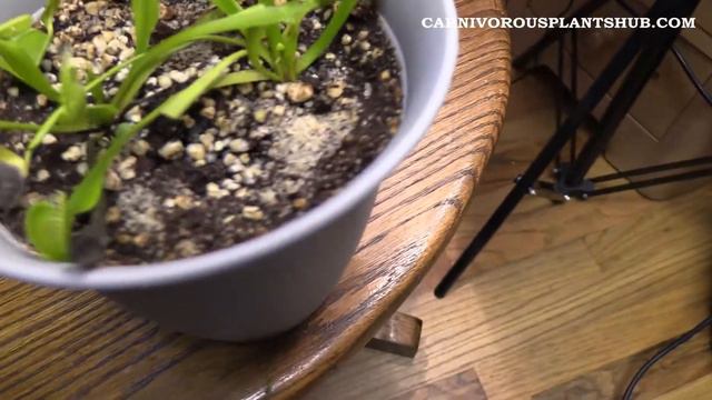 Home Depot Venus Flytrap Death Cube Rescue 30 Day Update & New Home Depot Venus Flytrap W/HUGE Trap смотреть онлайн