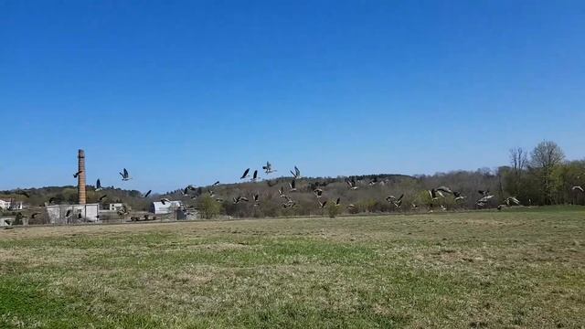 Перелётные гуси смотреть онлайн