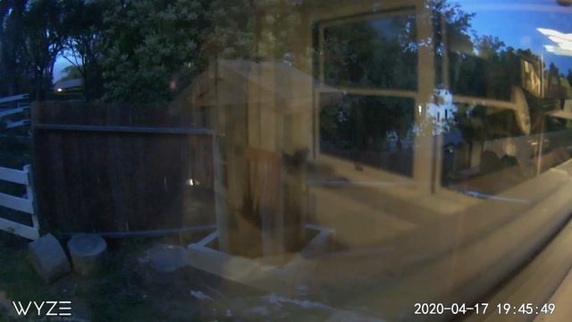 Painted Peacock Manor Squirrel Cam смотреть онлайн