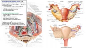 Анатомия женских половых органов. Внутренние женские половые органы. Часть 2/3