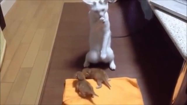 Смешные коты и лев с мячиком смотреть онлайн
