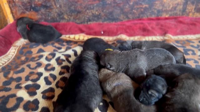 ?ГАМПР ТИТАН-ПРОСТО НАШИ БУДНИ И НАШИХ ВОЛКОДАВОВ ?