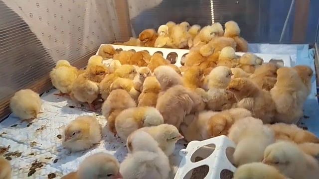 Советую// Цветной бройлер// 2 в одном!!! смотреть онлайн