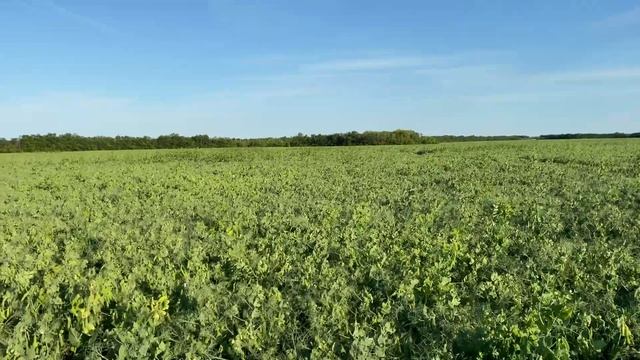 Горох&Тля??Неоникотиноид??ФОС ?? подробности в описании? смотреть онлайн