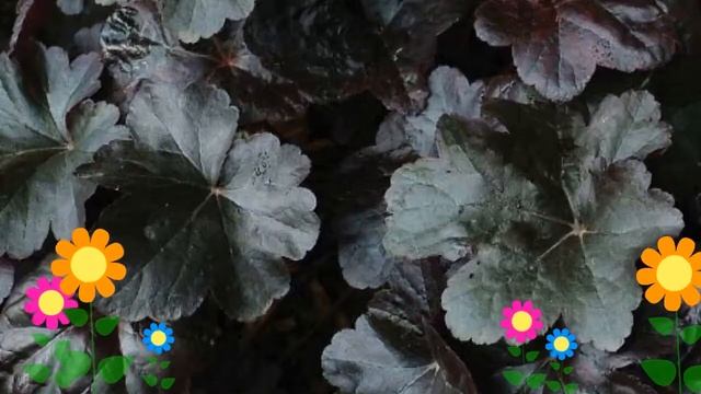 Гейхера гибридная Принц (Prince). Краткий обзор, описание характеристик, где купить саженцы смотреть онлайн