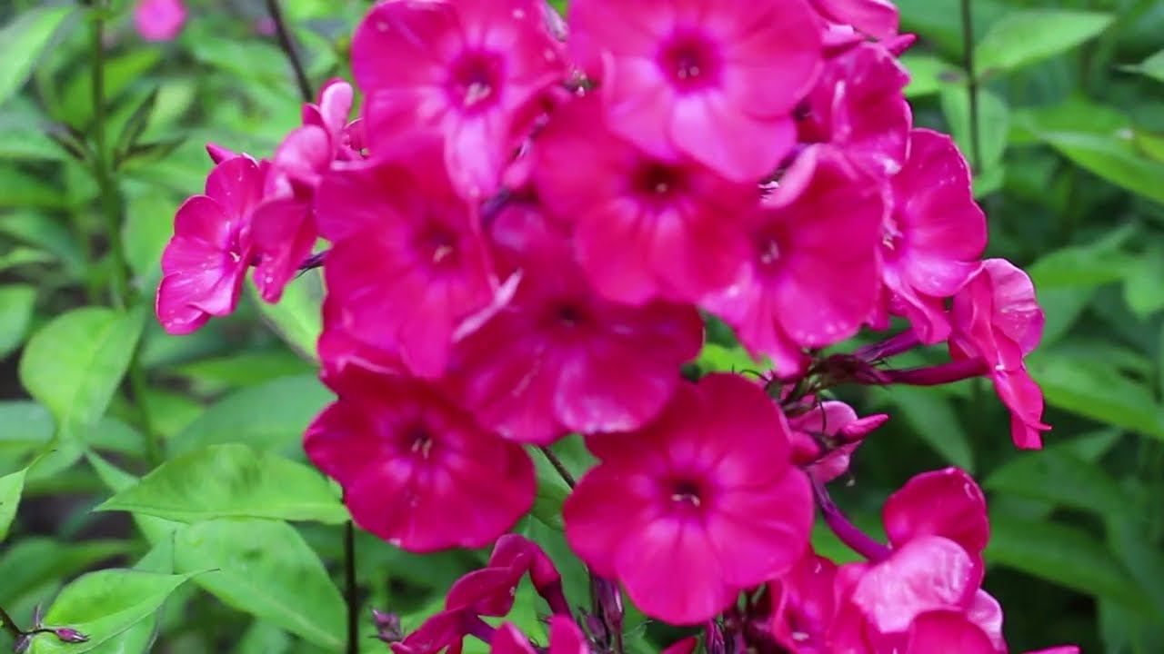 Флоксы Жар Птица и День Победы смотреть онлайн